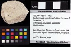Foto (Objket + Etiketten) von Gastrosacus levocardiacus (Robins, Feldmann & Schweitzer, 2013) 